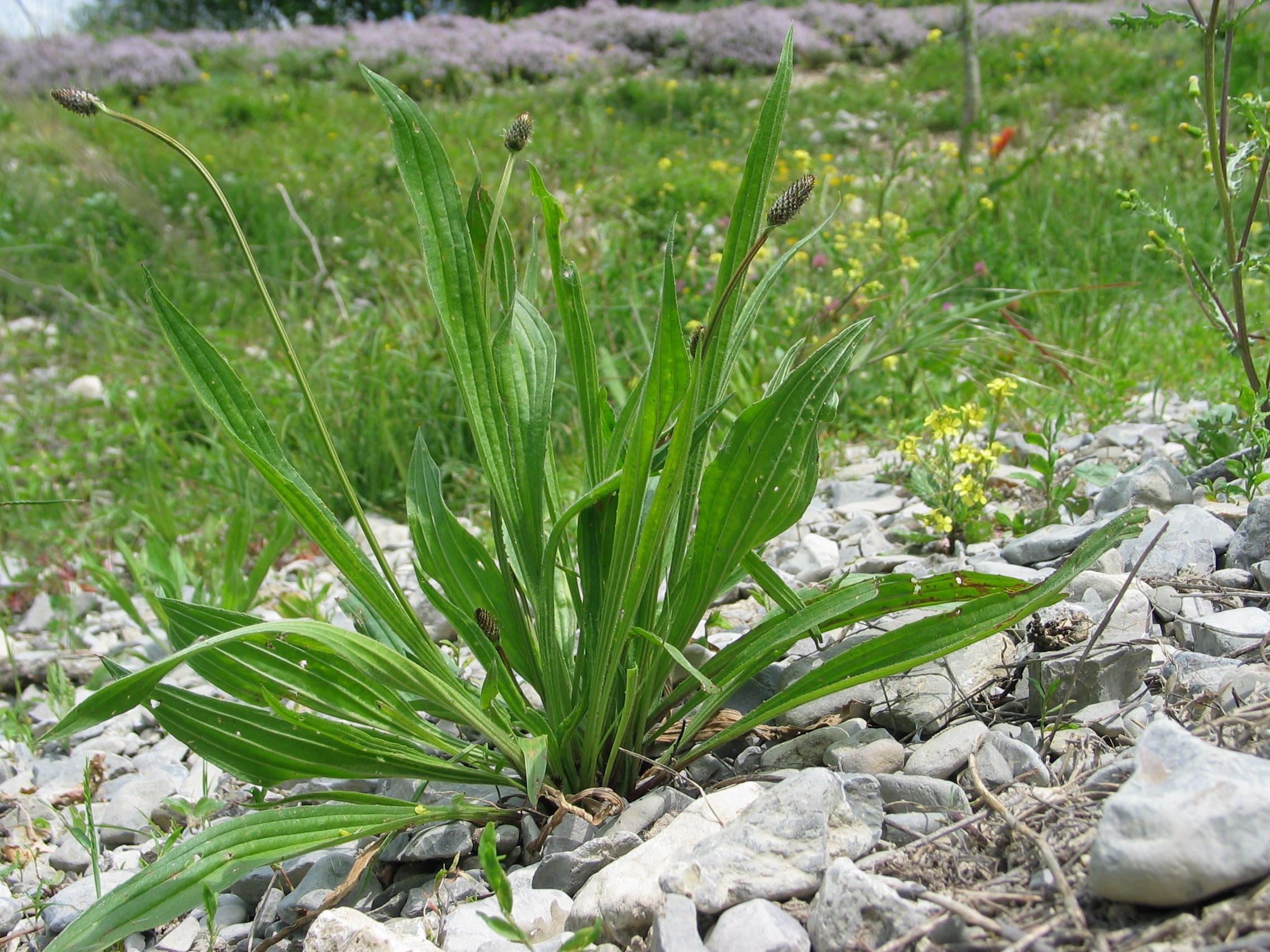 *Plantago lanceolata* growing *in situ*