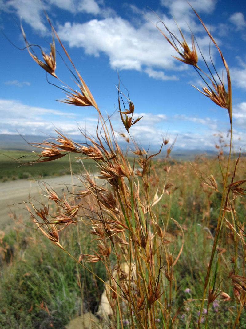 *Themeda triandra* growing *in situ*